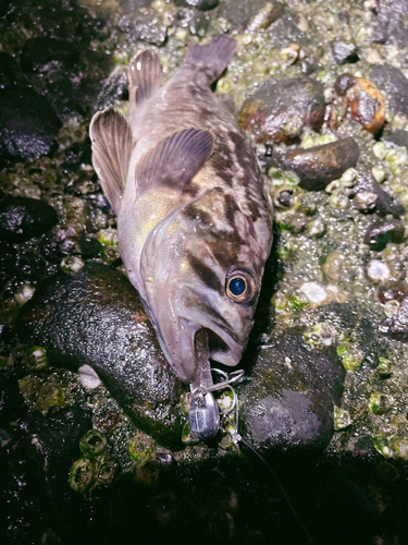 タケノコメバルの釣果