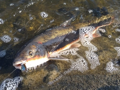 マルタウグイの釣果