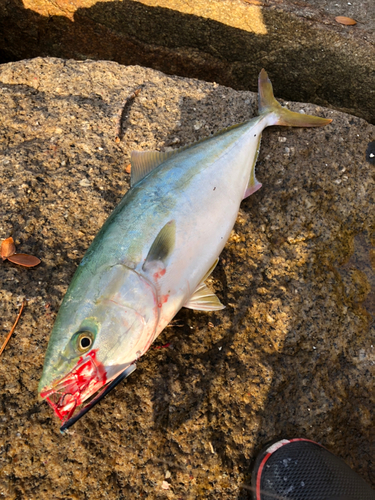 ハマチの釣果