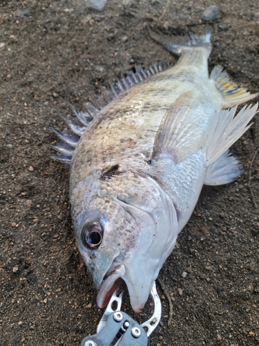 キビレの釣果