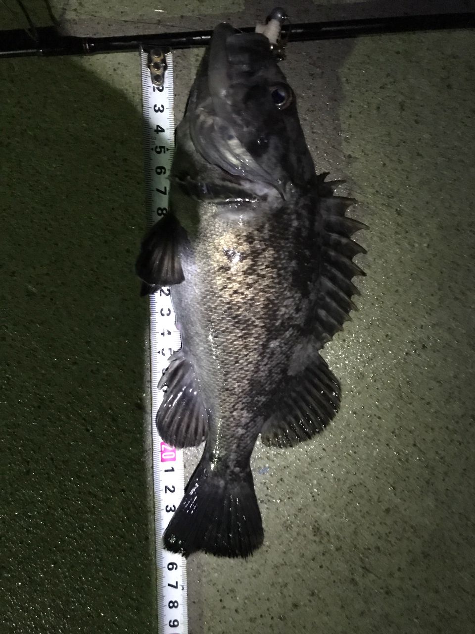 クロソイ