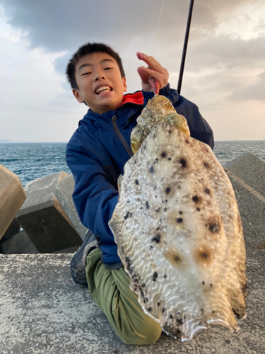 コブシメの釣果