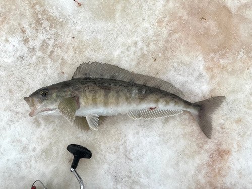 ホッケの釣果