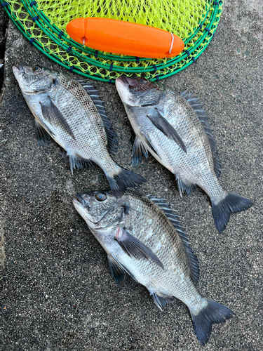 クロダイの釣果