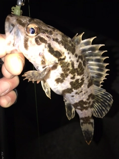 タケノコメバルの釣果