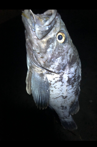 クロソイの釣果