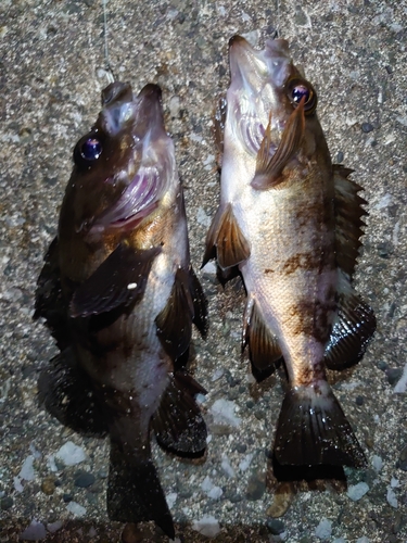 メバルの釣果