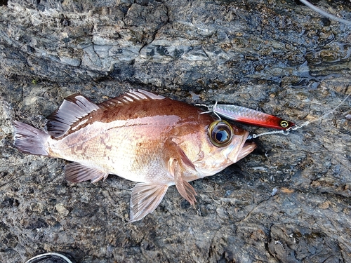 アカメバルの釣果