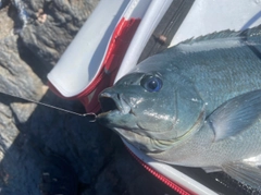 クチブトグレの釣果