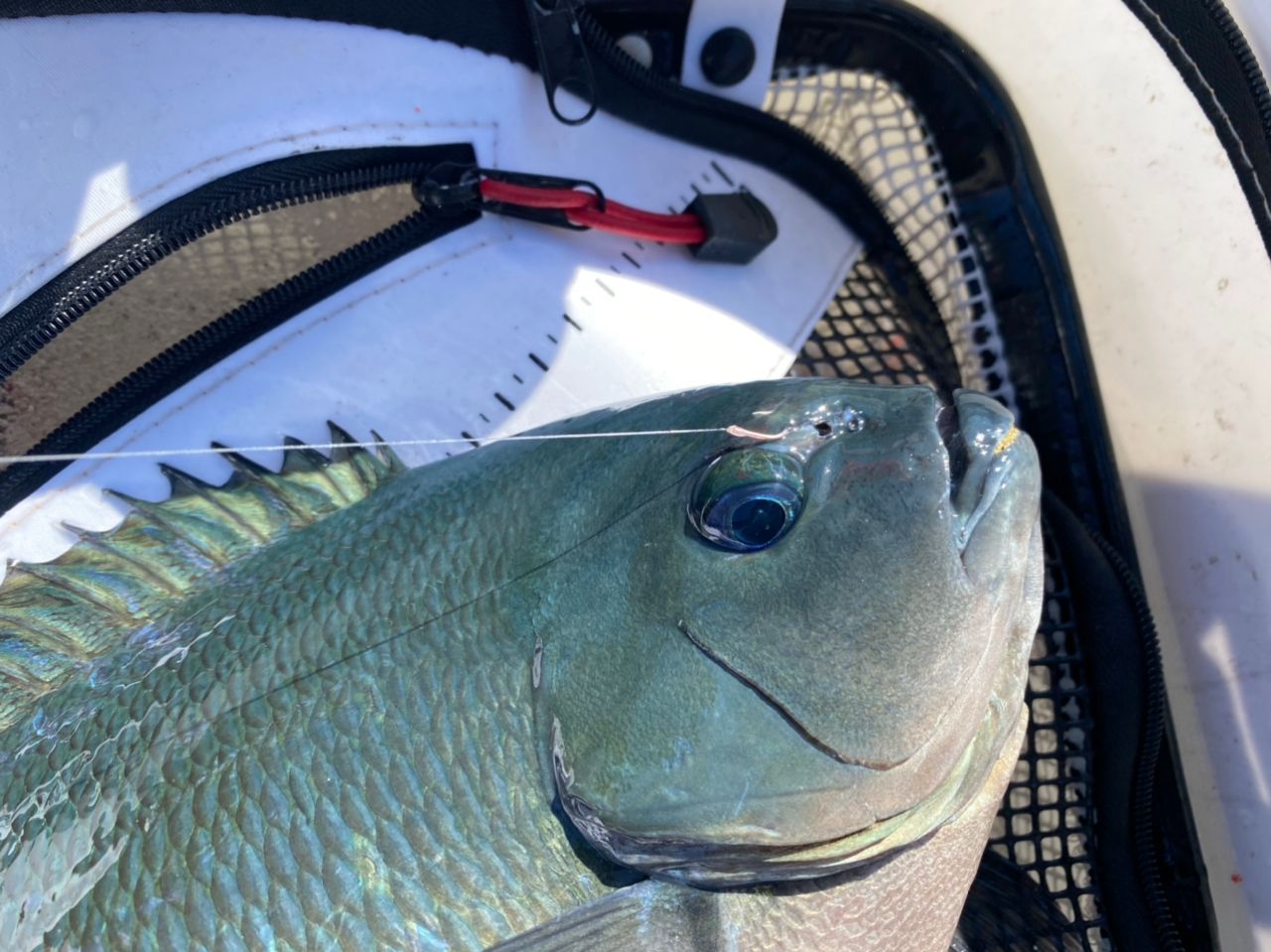クチブトグレ