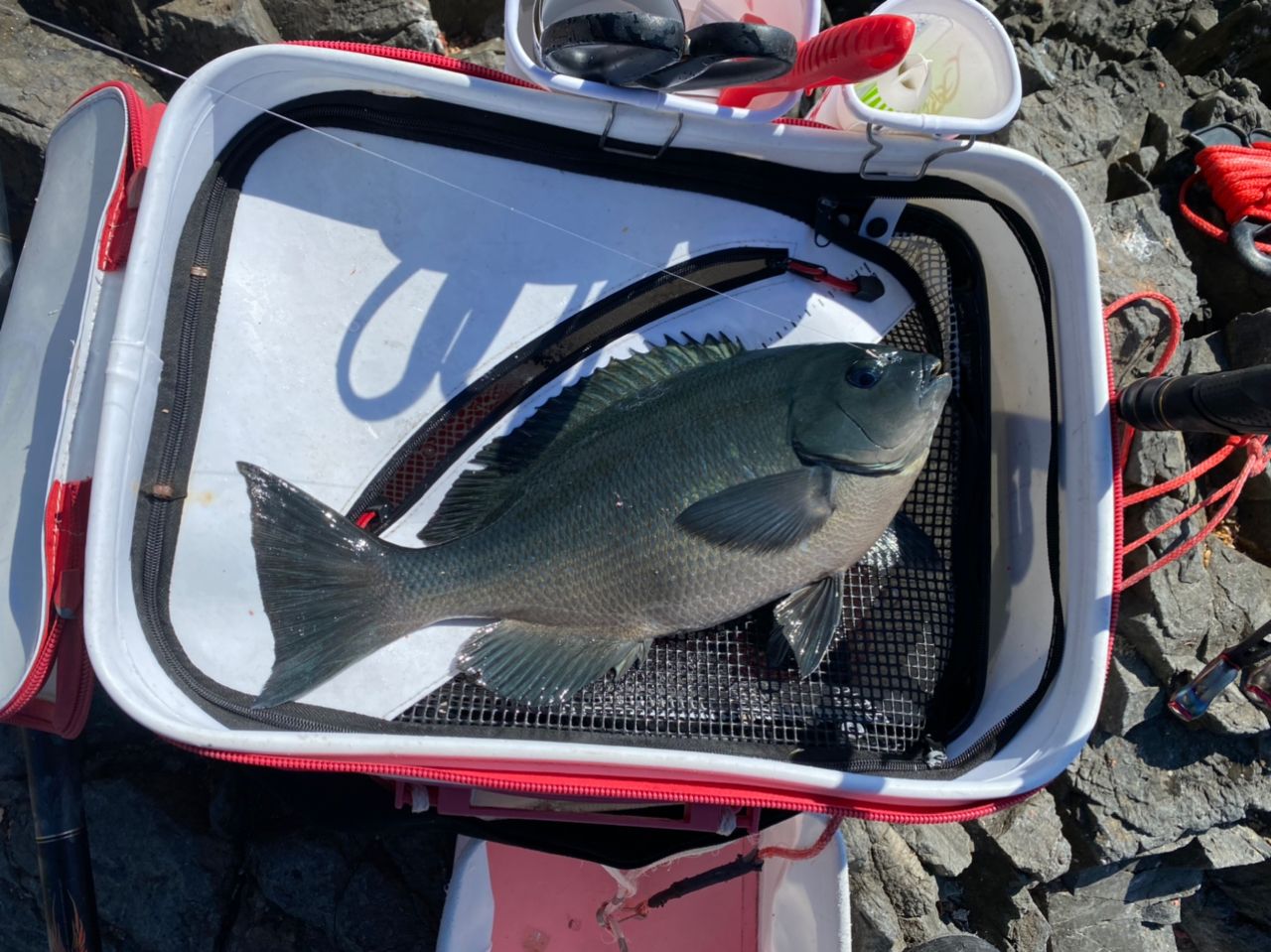 クチブトグレ