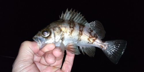 メバルの釣果