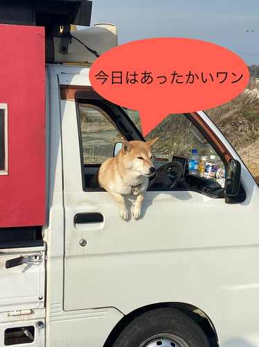 ムラソイの釣果