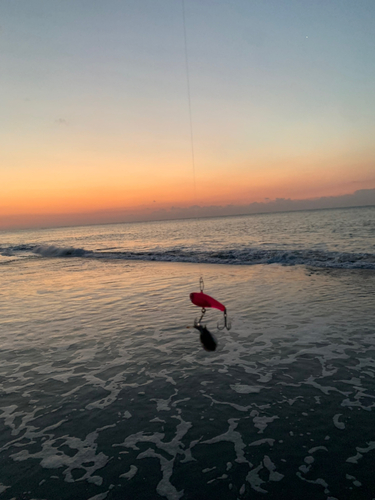 コノシロの釣果