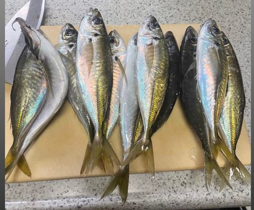 アジの釣果