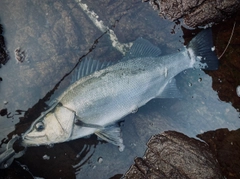 ヒラスズキの釣果