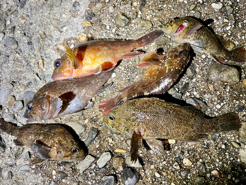 クロソイの釣果