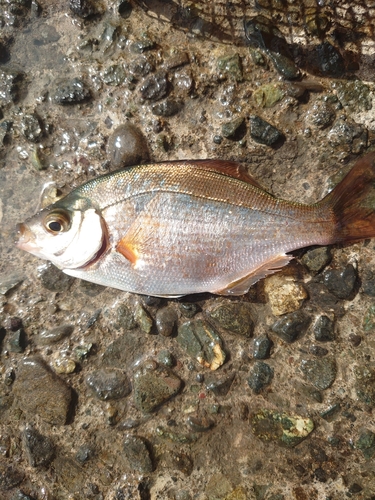 ウミタナゴの釣果