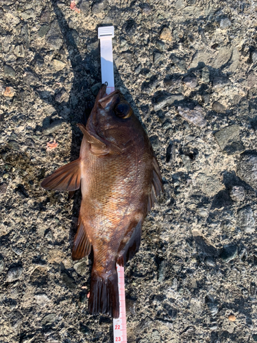 アカメバルの釣果