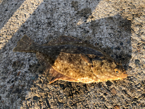 カレイの釣果