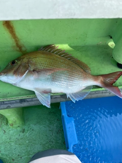 マダイの釣果