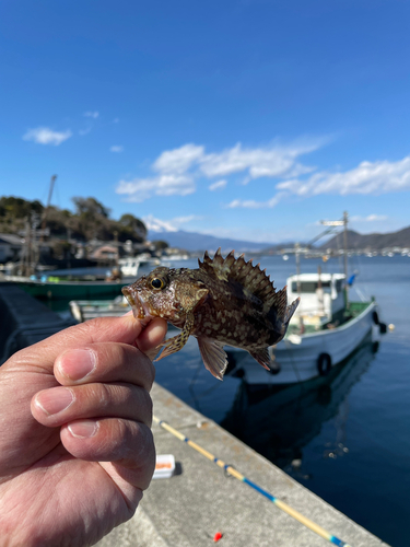 カサゴの釣果