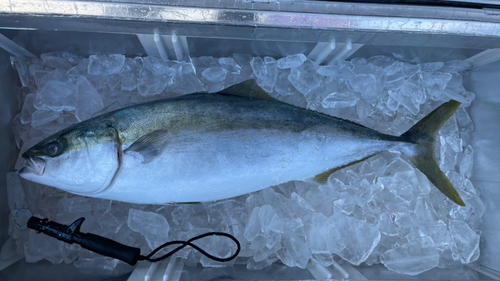 メジロの釣果