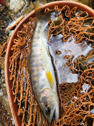 アマゴの釣果