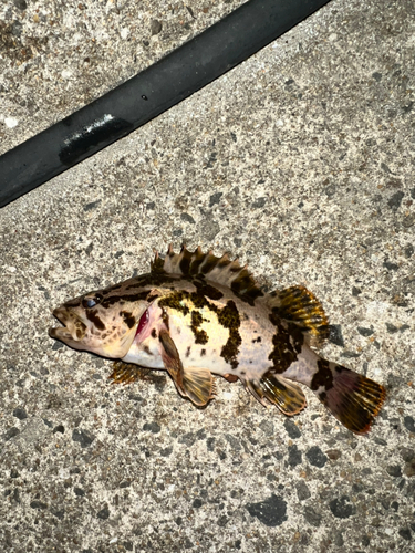 タケノコメバルの釣果