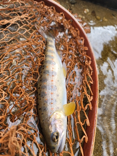 アマゴの釣果