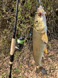 ニゴイの釣果