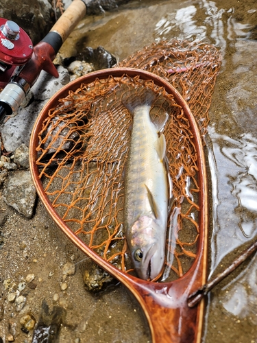 イワナの釣果