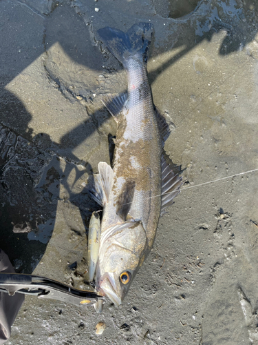 スズキの釣果