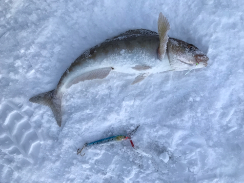 ホッケの釣果