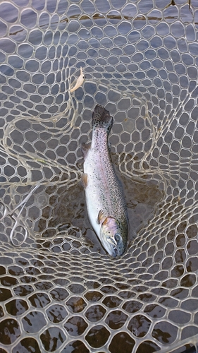 ニジマスの釣果