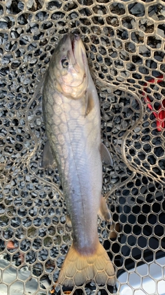 イワナの釣果