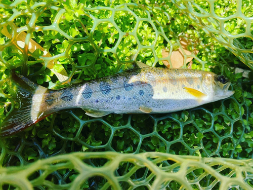 ヤマメの釣果