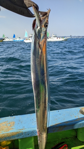 タチウオの釣果