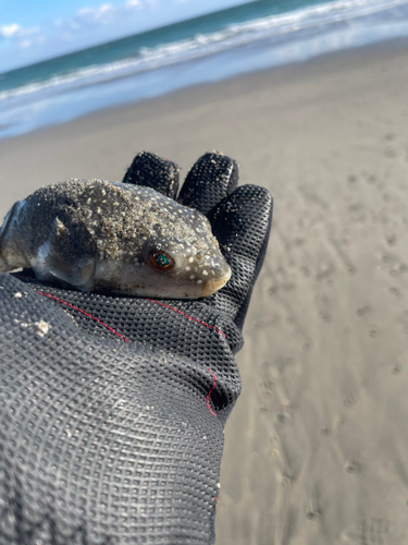 クサフグの釣果