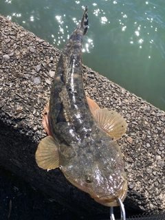 マゴチの釣果