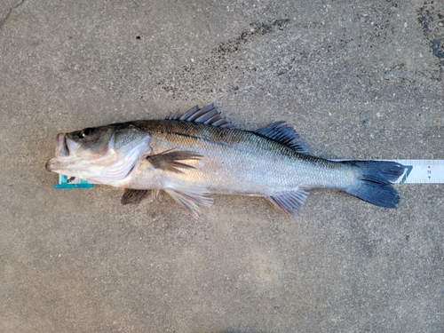 スズキの釣果