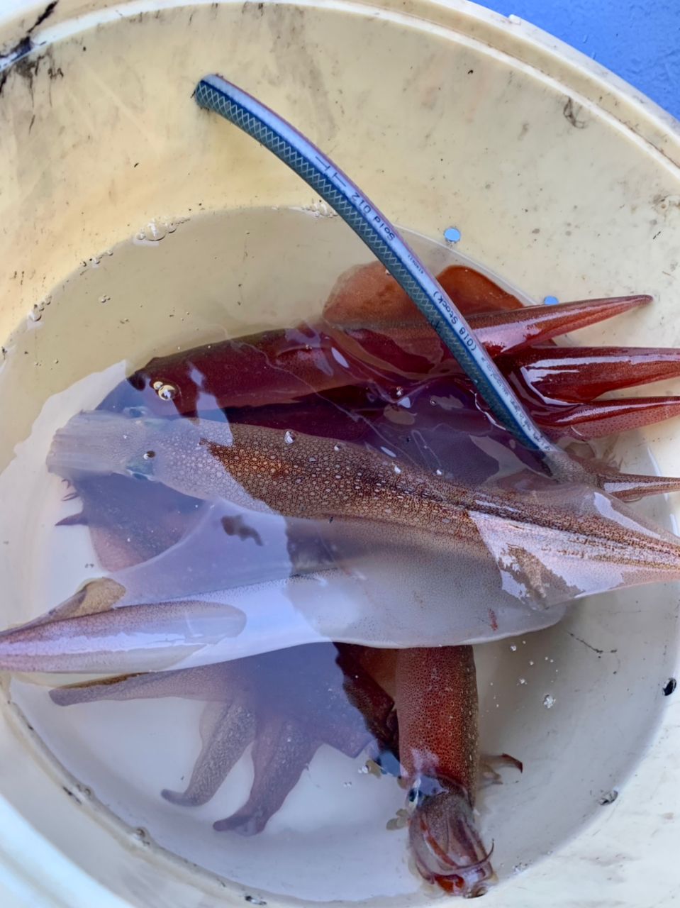 コナツ2015さんの釣果 3枚目の画像