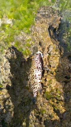 イシミーバイの釣果