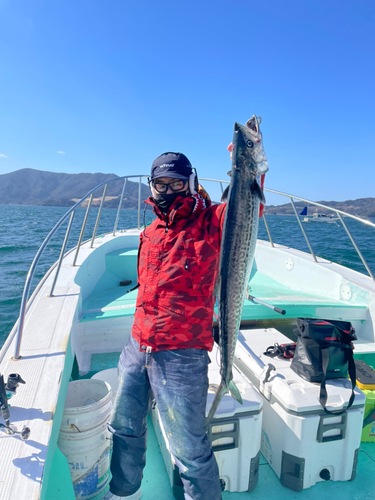 サワラの釣果