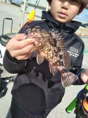 カサゴの釣果