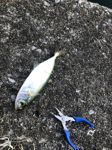 メアジの釣果