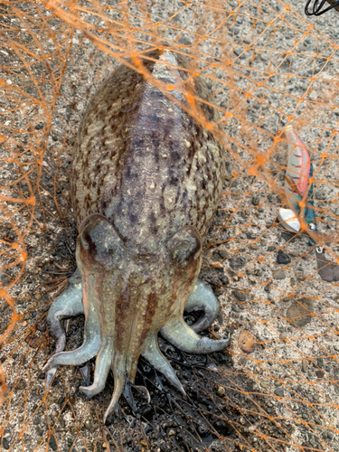 コウイカの釣果