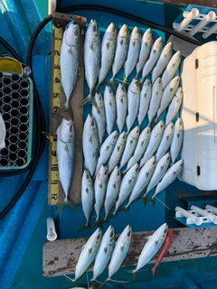 ヤズの釣果