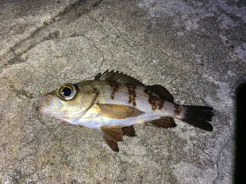 メバルの釣果