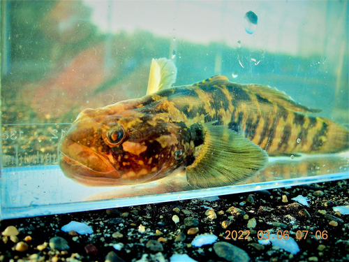 アカオビシマハゼの釣果